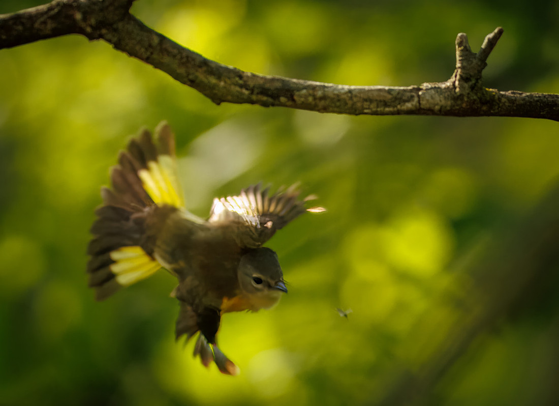 The Chase (American Redstart)