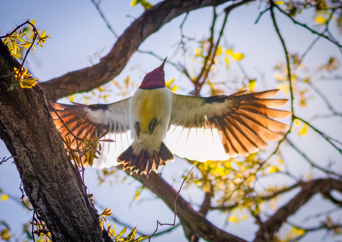 Red Head Overhead
