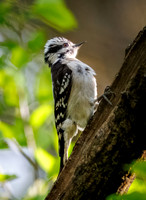 Spring Downy Woodpeckers