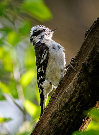 Spring Downy Woodpeckers