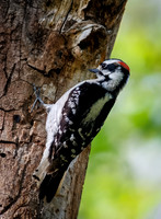 Spring Downy Woodpeckers