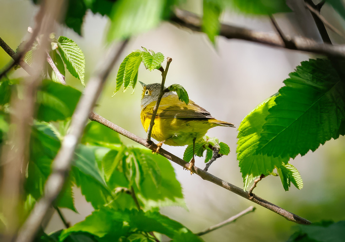 Nashville Warbler