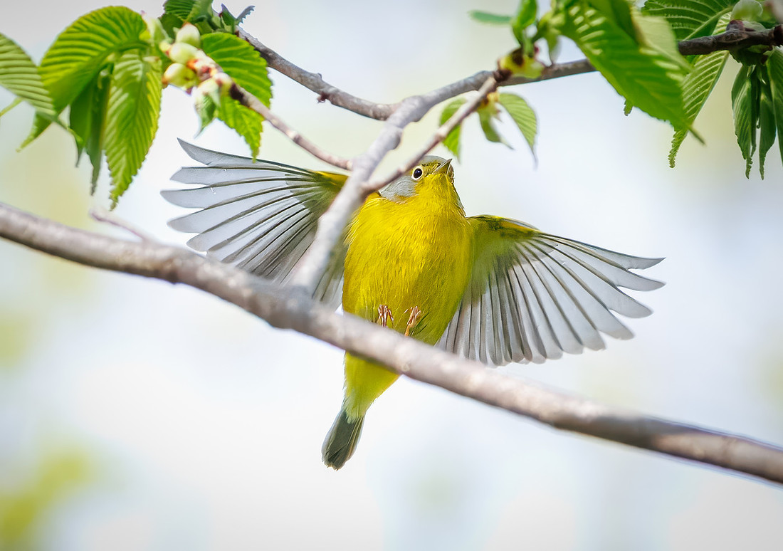 Nashville Warbler