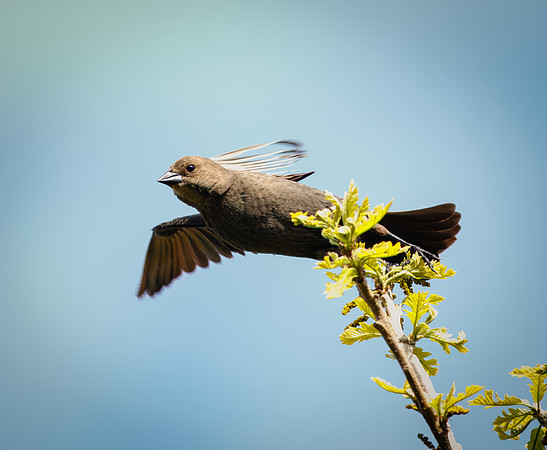 Brown-headed Cowbird (female)