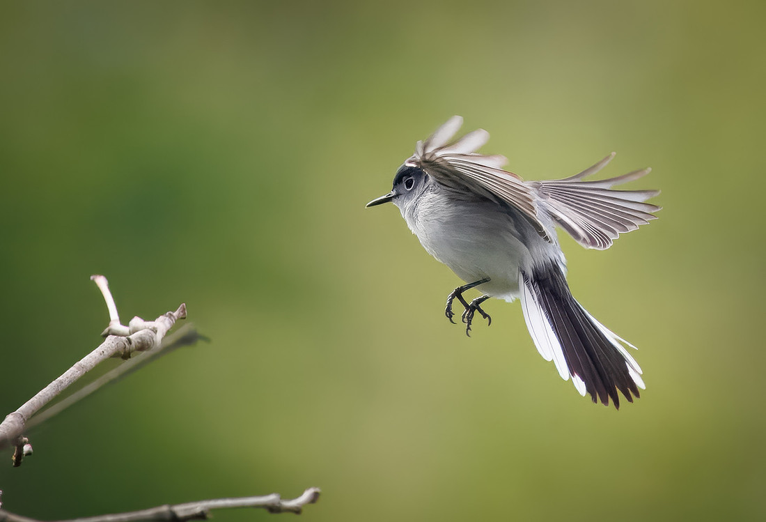 Blue-gray Gnatcatcher