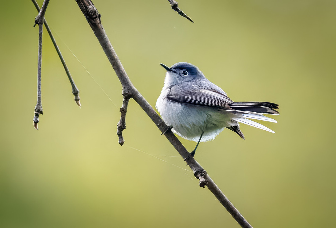 Blue-gray Gnatcatcher