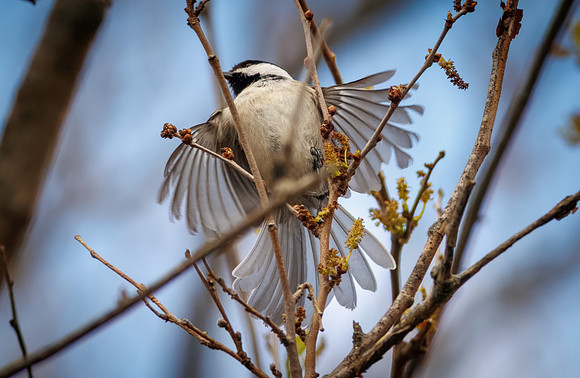 Wings Spread (Black-capped Chickadee)