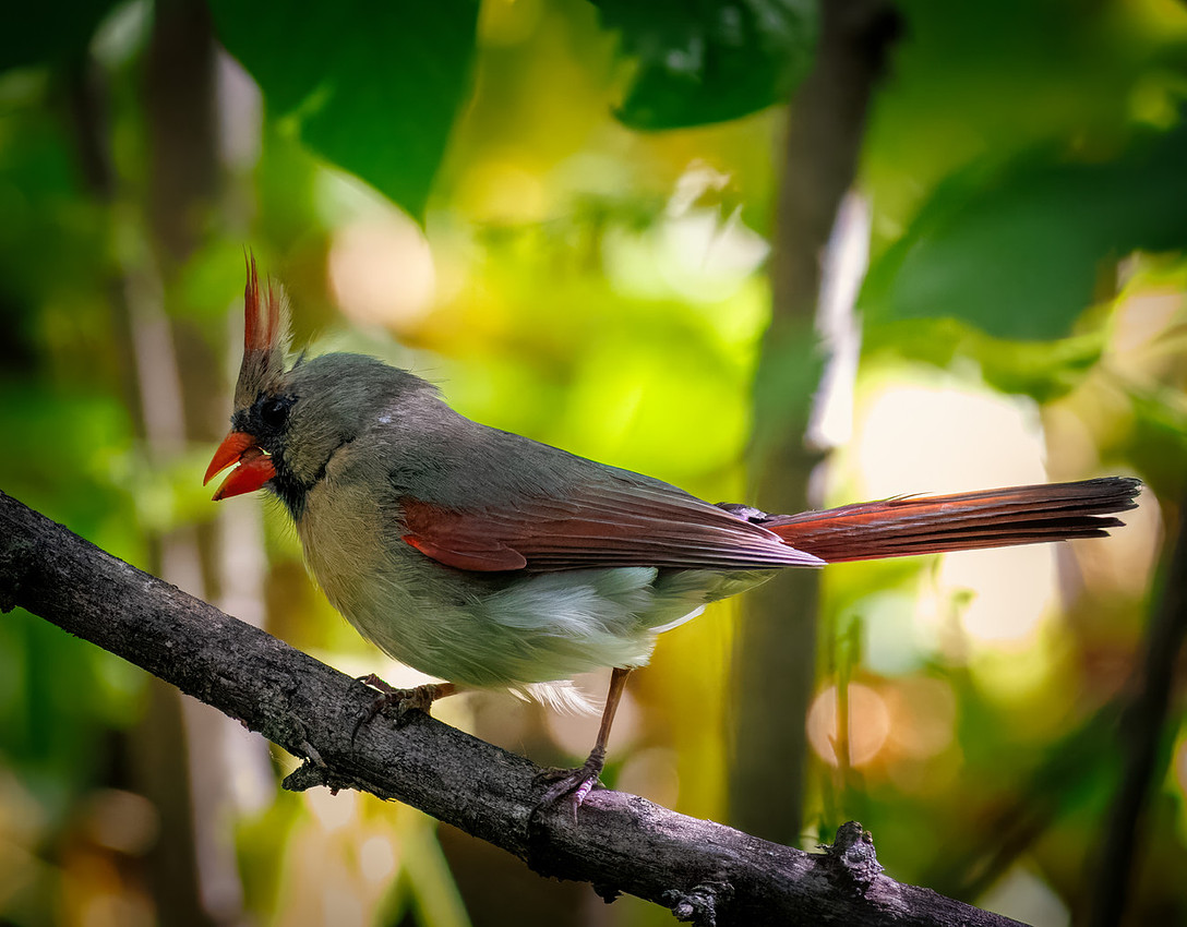 Cool Hair (Cardinal)