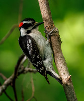 Downy Woodpecker in Action
