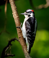 Downy Woodpecker in Action