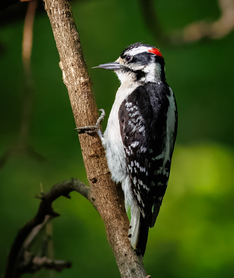 Downy Woodpecker in Action