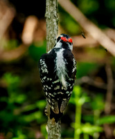 Downy Woodpecker in Action
