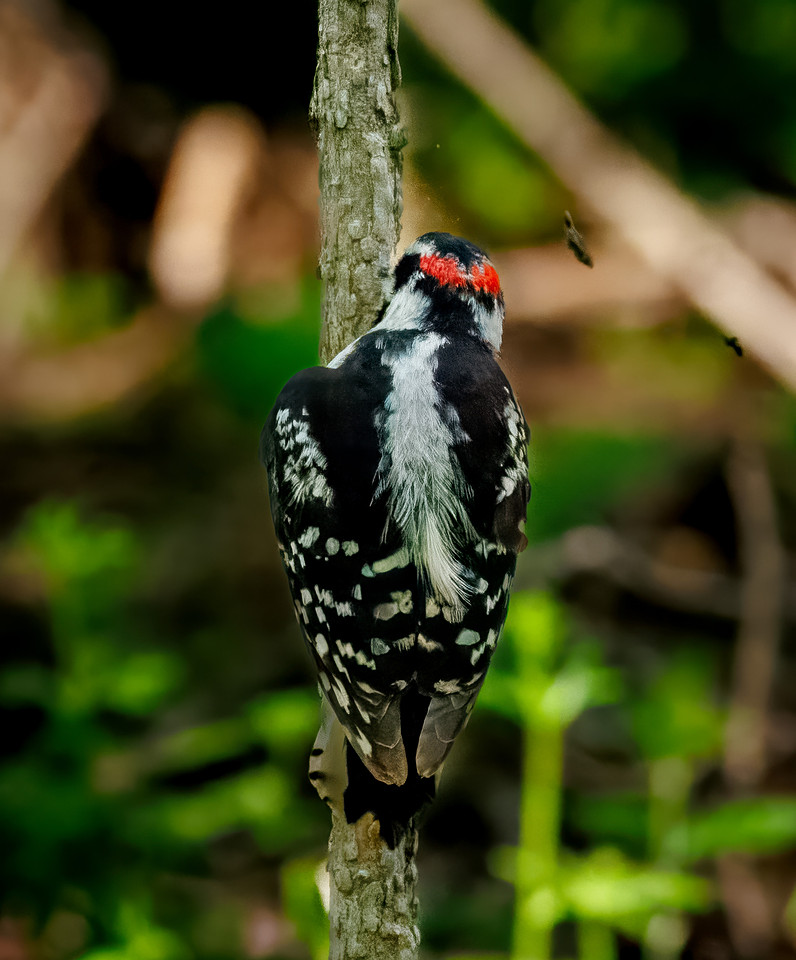Downy Woodpecker in Action