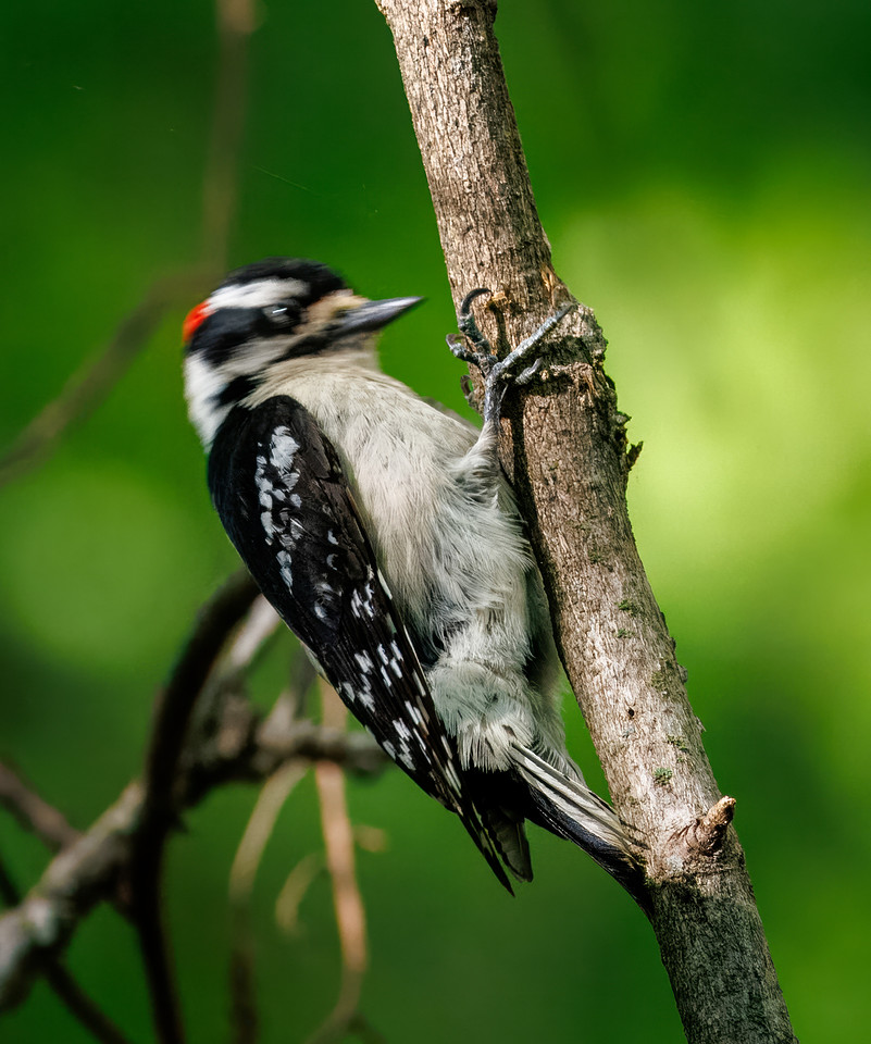 Downy Woodpecker in Action