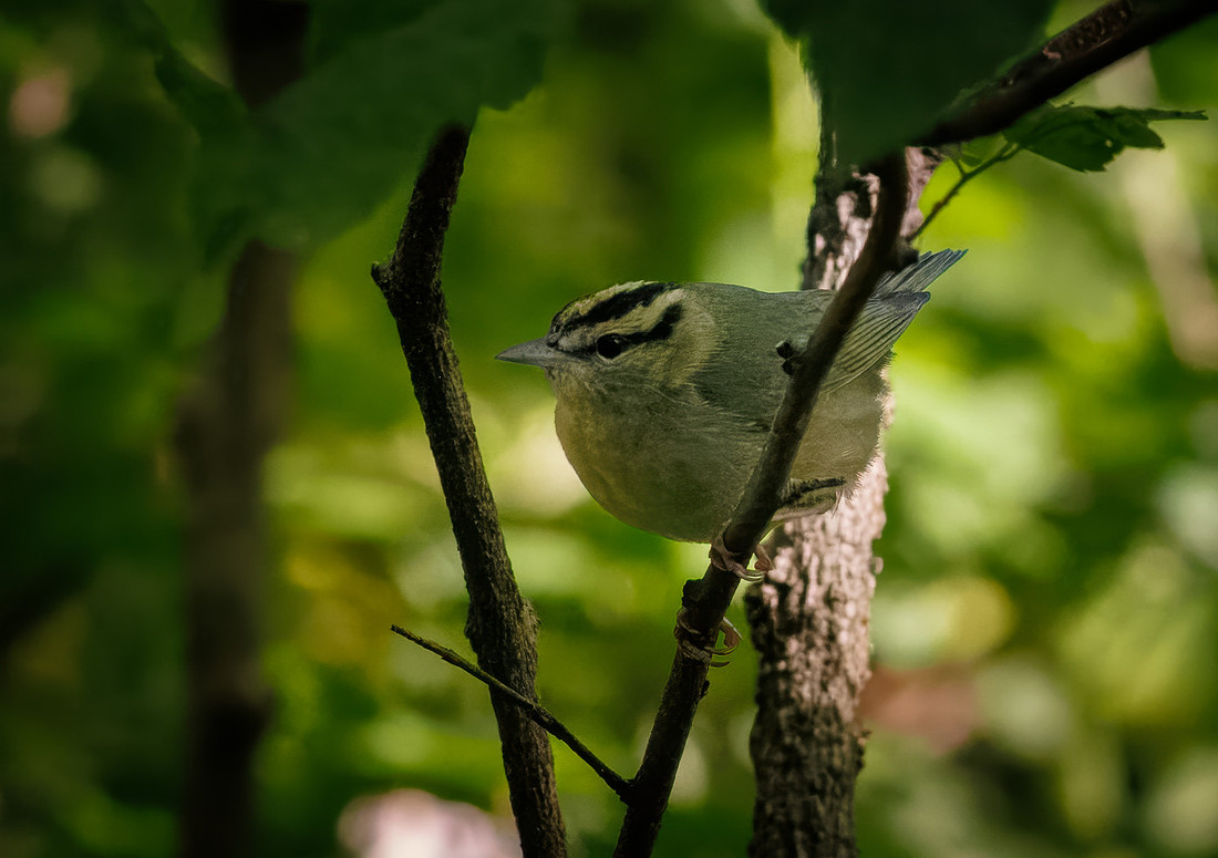 Worm-eating Warbler-2