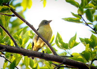 Scarlet Tanager