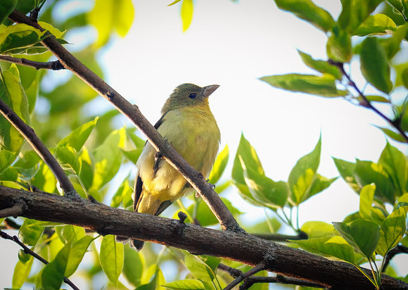 Scarlet Tanager