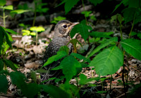 American Robin
