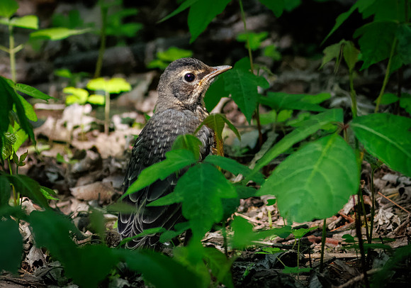 Juvenile Robin