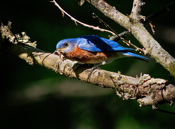Eastern Bluebird