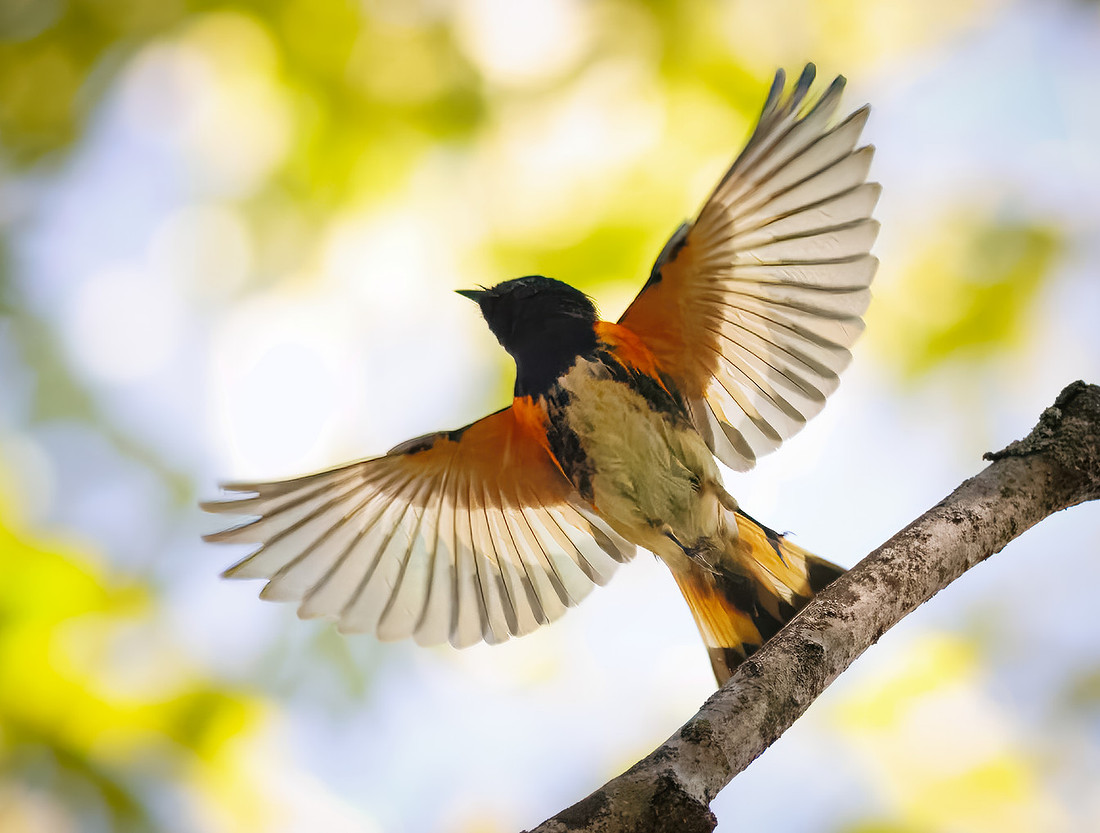American Redstart in Flight