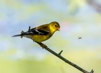American Goldfinch Enjoying Nature