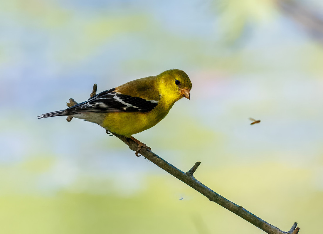 American Goldfinch Enjoying Nature