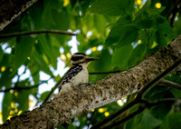 Hairy Woodpecker