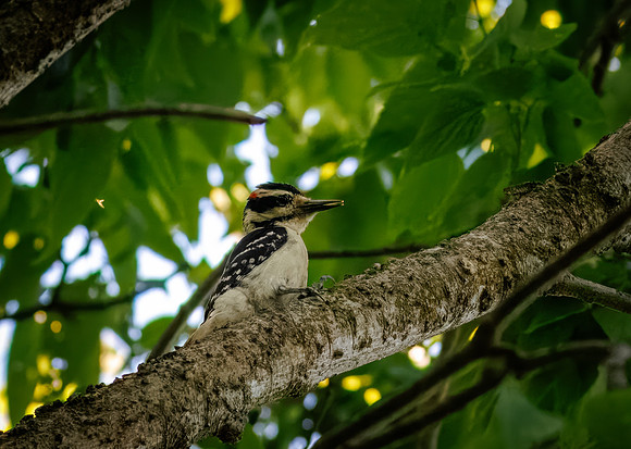 Hairy Woodpecker