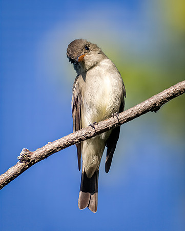 Eastern Wood-Pewee