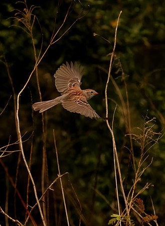 Field Sparrow in Flight
