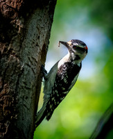 Downy Woodpecker Providing