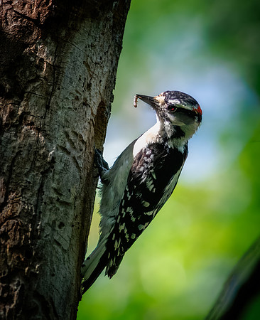 Downy Woodpecker Providing