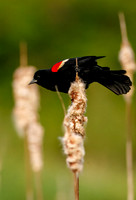 Red-winged Blackbird