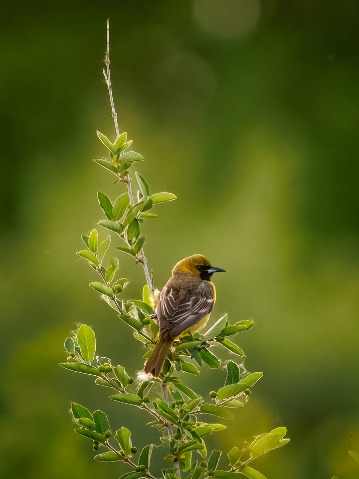 Immature Male Orchard Oriole