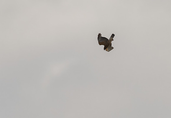 Red-shoulderd Hawk Dive
