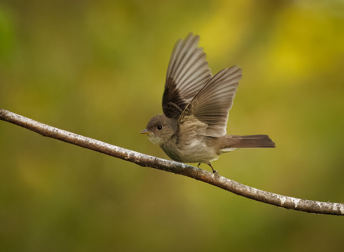 Eastern Wood-PeWee Takeoff