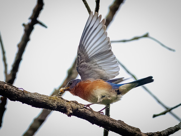 Eastern Bluebird with a Grub
