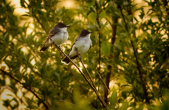 Eastern Kingbird Pair