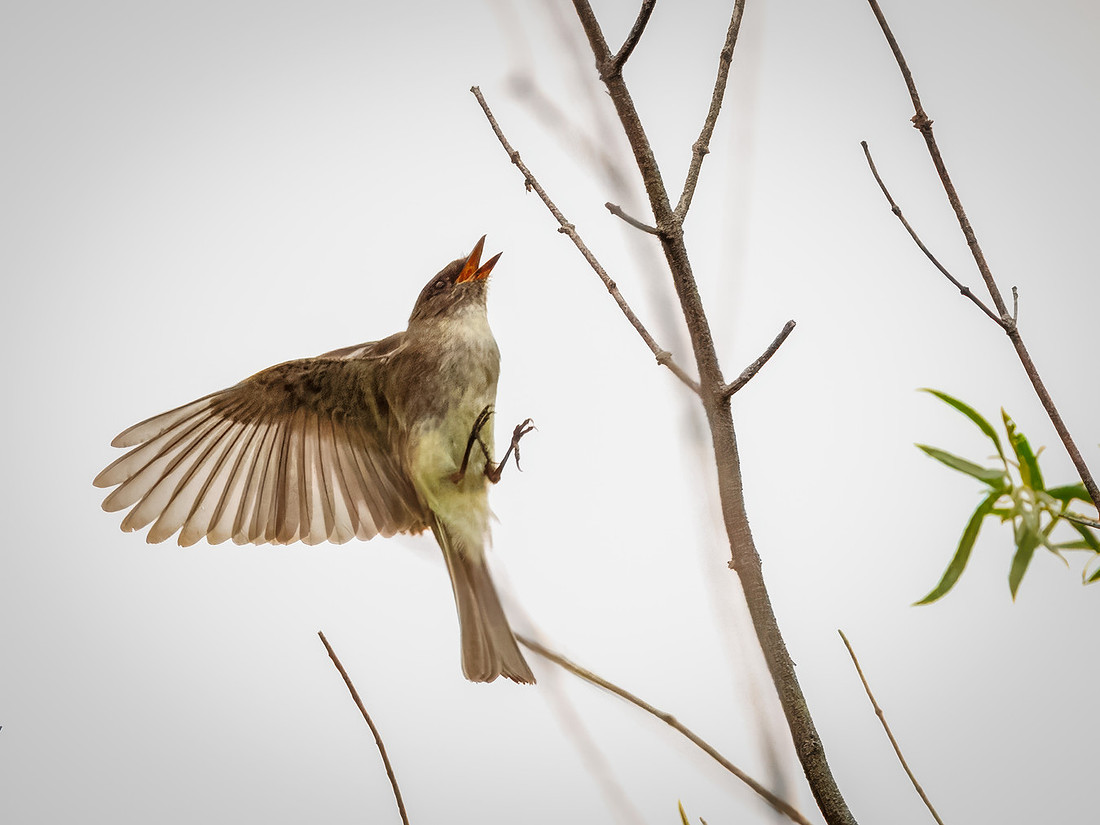 Eastern Phoebe in Action