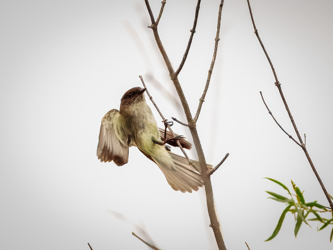 Eastern Phoebe in Action