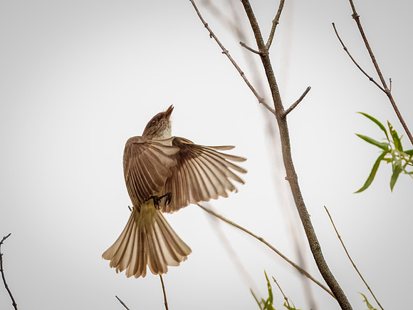 Eastern Phoebe in Action