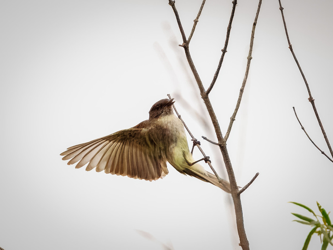 Eastern Phoebe in Action