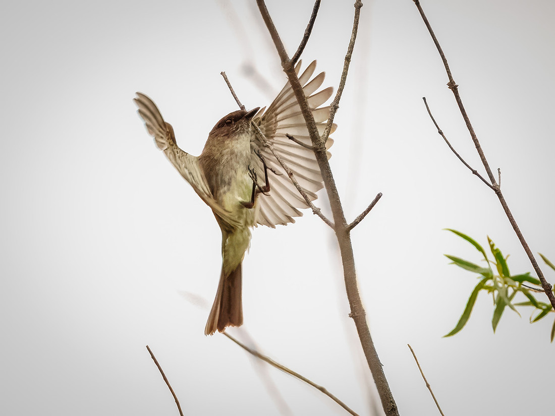 Eastern Phoebe in Action