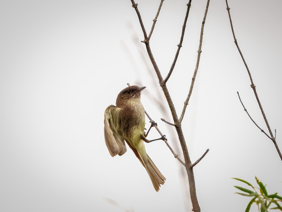 Eastern Phoebe in Action