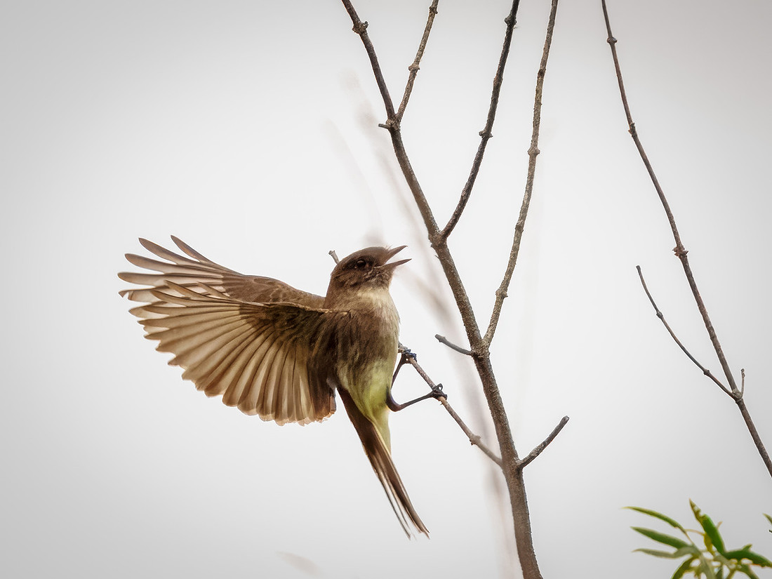 Eastern Phoebe in Action