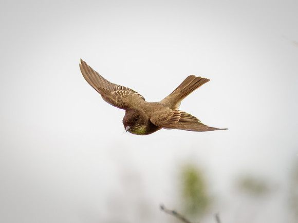 Eastern Phoebe in Action