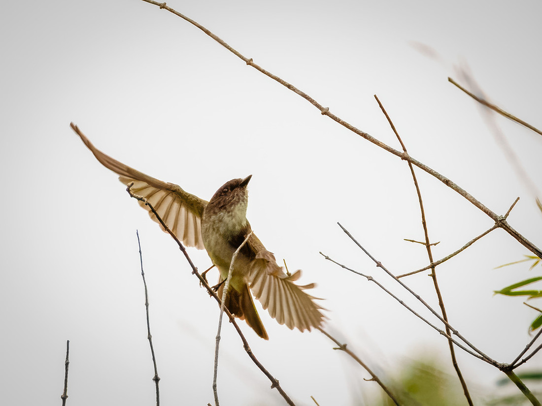 Eastern Phoebe in Action