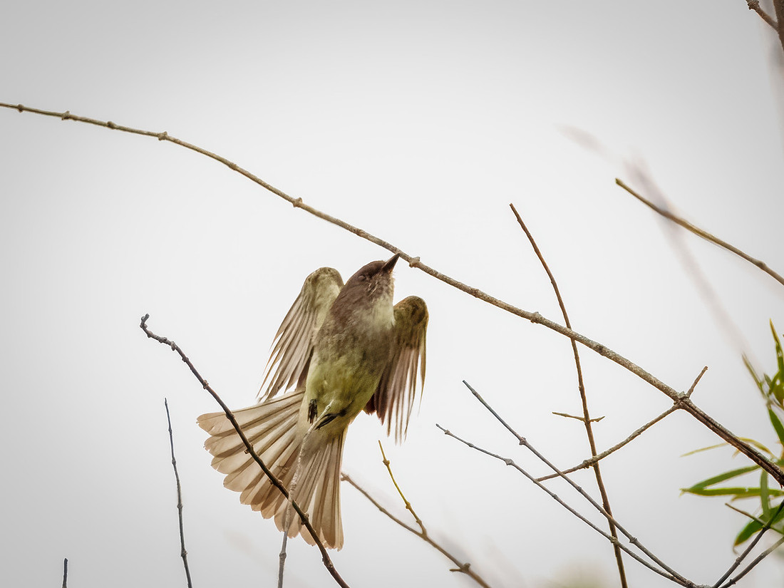 Eastern Phoebe in Action
