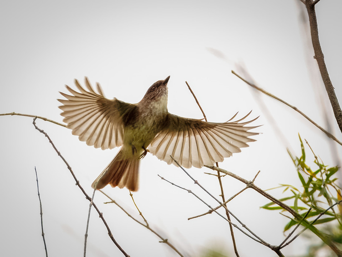 Eastern Phoebe in Action